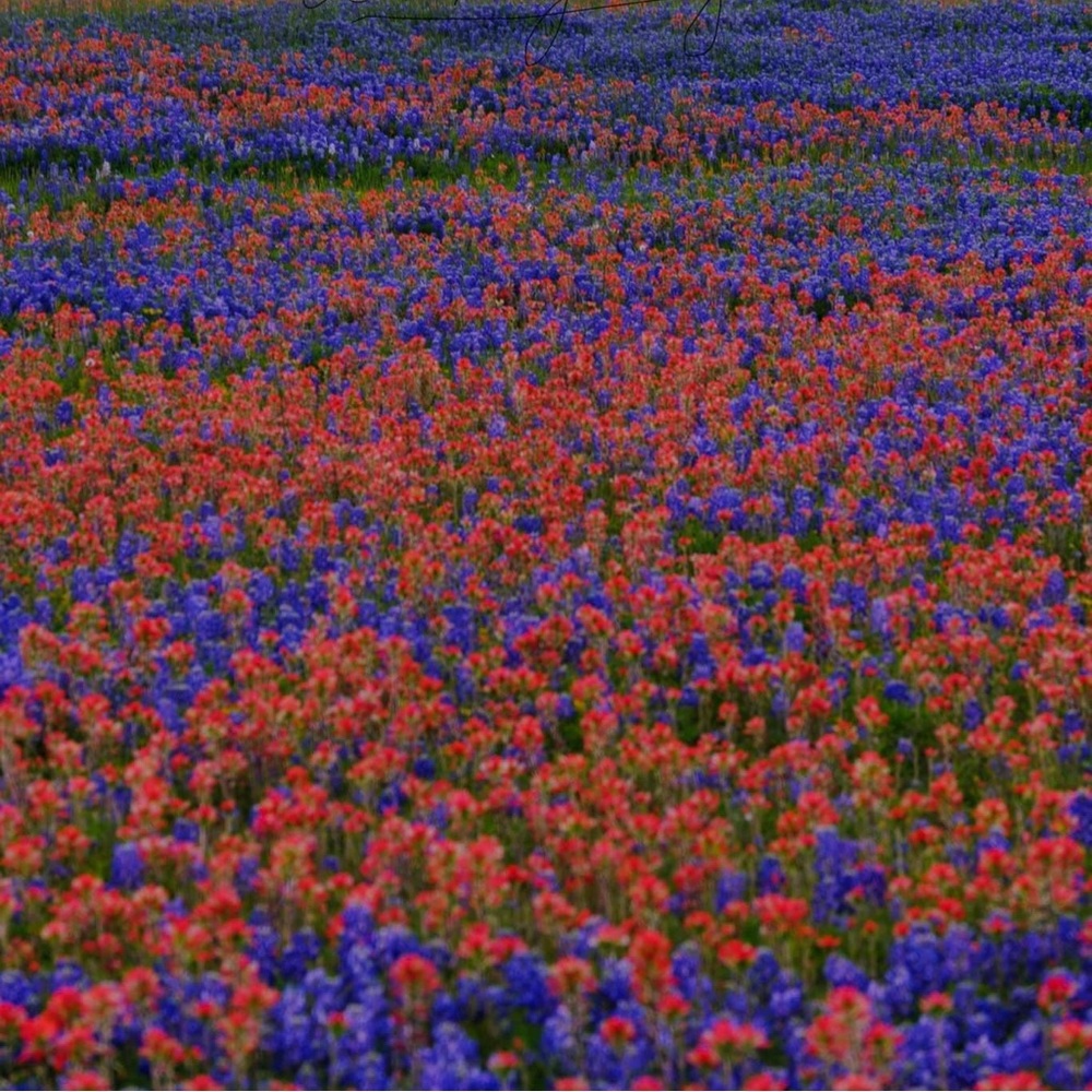 Meet your Posher, Cappy